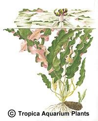 Barclaya longifolia