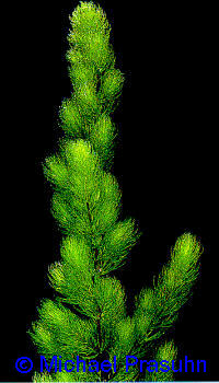 Ceratophyllum demersum