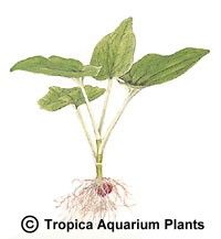 Saururus cernuus