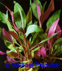 Alternanthera reineckii 'Roseafolia'