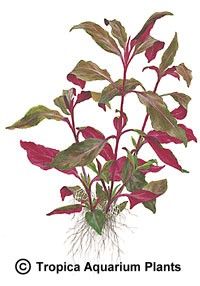 Alternanthera reineckii 'Lilacina'
