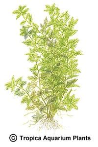 Hottonia palustris