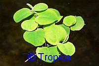 Phyllanthus fluitans