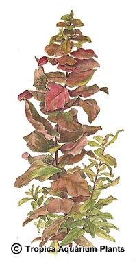 Rotala macrandra