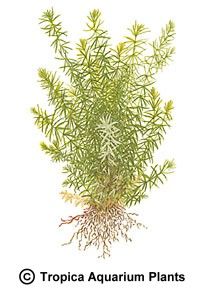 Rotala sp. 'Nanjenshan' (Mayaca sel1iana)