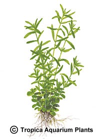 Rotala sp. 'Green'