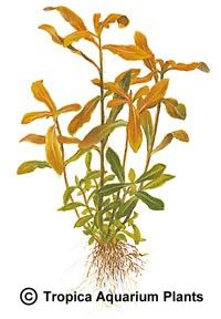 Nesaea crassicaulis 'Ammannia'