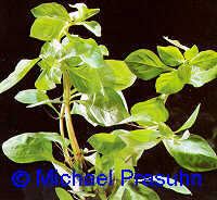 Ludwigia repens