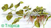Ludwigia helminthorrhiza
