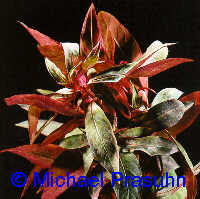 Ludwigia glandulosa ('perennis')