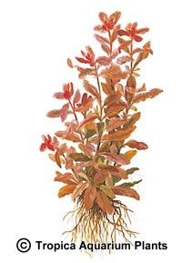 Ludwigia inclinata