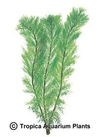 Myriophyllum aquaticum (green)