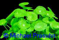 Hydrocotyle verticillata