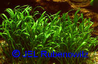Lilaeopsis brasiliensis
