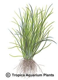 Lilaeopsis novae-zealandiae