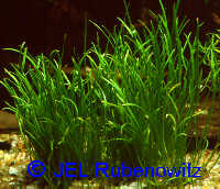 Lilaeopsis mauritiana