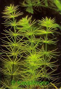 Hydrotriche hottoniiflora