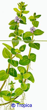 Bacopa caroliniana