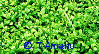 Glossostigma elatinoides