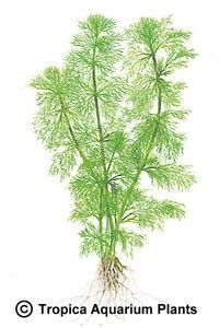 Limnophila aquatica (Ambulia)