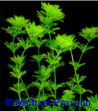 Limnophila sessiliflora