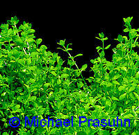 Hemianthus micranthemoides