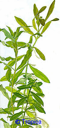 Hygrophila polysperma