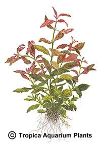 Hygrophila polysperma 'Rosanevig'