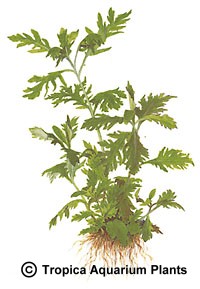 Hygrophila difformis 'Synnema'