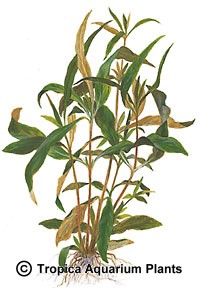 Hygrophila guianensis