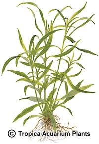 Hygrophila corymbosa 'Angustifolia'