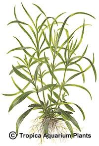 Hygrophila corymbosa 'Aroma'