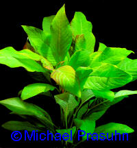 Hygrophila corymbosa 'Stricta'