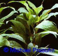 Hygrophila corymbosa 'Siamensis'