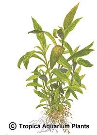 Hygrophila corymbosa 'Siamensis 53B'