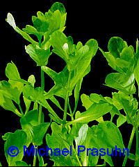 Shinnersia rivularis