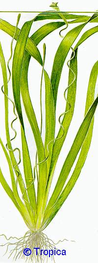 Vallisneria americana 'gigantea'