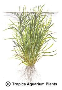 Blyxa japonica