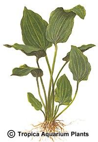 Echinodorus palaefolius var. latifolius