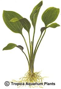 Echinodorus subalatus
