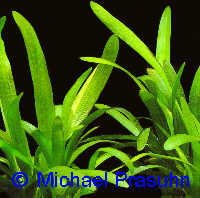 Sagittaria subulata
