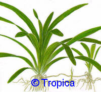 Sagittaria platyphyla