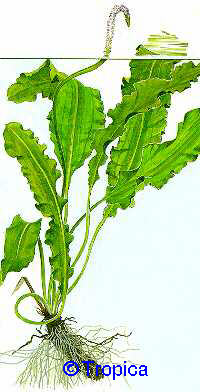 Aponogeton crispus