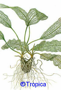 Aponogeton madagascariensis