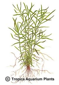Heteranthera zosterifolia