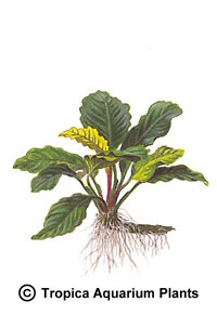 Anubias barteri 'coffeefolia'
