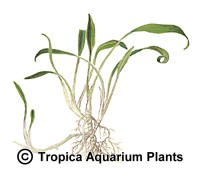 Cryptocoryne parva