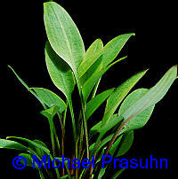 Cryptocoryne x willisii