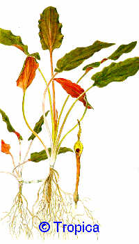 Cryptocoryne beckettii